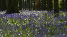 Bunga-bunga bluebell liar, yang mekar sekitar pertengahan April mengubah hutan menjadi hamparan biru seperti karpet di Hallerbos, juga dikenal sebagai "Hutan Biru", dekat kota Halle, Belgia, Rabu (15/4/2020). Tahun ini keindahan hamparan bunga itu ditutup karena pandemi Covid-19. (JOHN THYS/AFP)