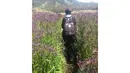 Di tengah perjalanan menuju puncak Mahameru, para pendaki disuguhkan semerbak wangi dari hamparan Bunga Lavenda (Liputan6.com/Andi Jatmiko).