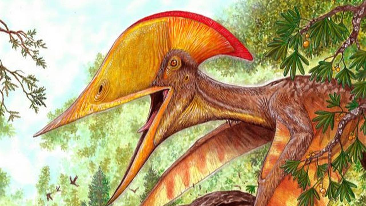 1. Peneliti Identifikasi Reptil Terbang Berjambul Tinggi<br>