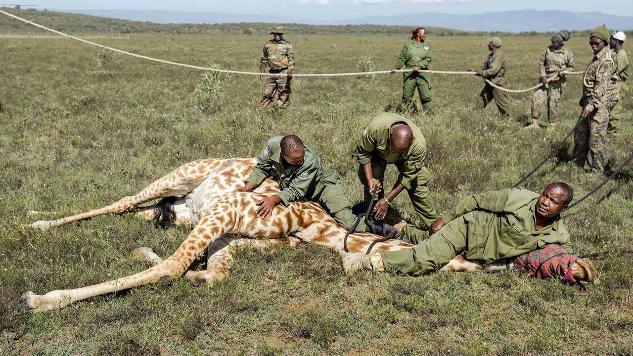 FOTO: Operasi Penyelamatan Jerapah Masai di Tengah Kerusakan Habitat