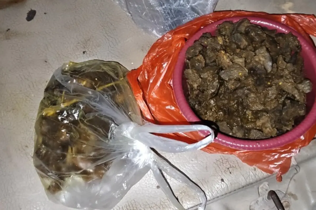 Tapir di Lampung Dibantai dan dimasak rica-tica