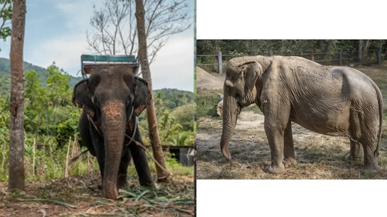 Tulang Belakang Gajah di Thailand Ini Cacat Permanen Usai Selama 25 Tahun Angkut Turis