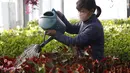 Peniliti wanita dari Pyongyang Floriculture Institute menyiram kaktus dan bunga di Pyongyang, Korea Utara, DPRK (14/12/2020). (AP Photo / Jon Chol Jin)