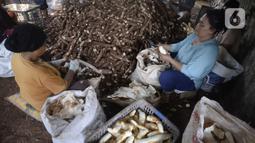 Pekerja sedang memproses pembuatan tape singkong kuning di Kampung Poncol, Desa Curug, Gunung Sindur, Kabupaten Bogor, Jawa Barat, Rabu (7/10/2020). Tape singkong kuning tersebut didistribusikan ke wilayah Jakarta dan sekitarnya dengan harga Rp 10 ribu per kilogram. (merdeka.com/Dwi Narwoko)
