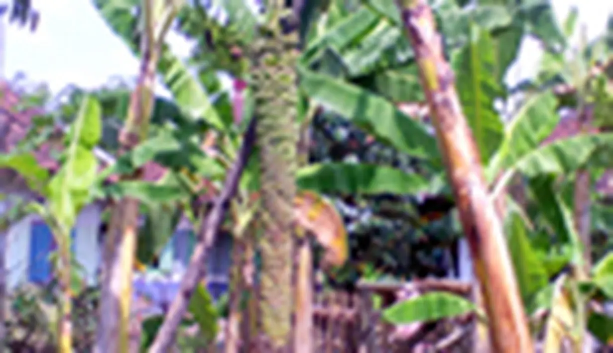 liputan6