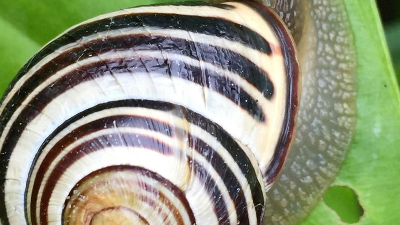 <b>Siput</b>