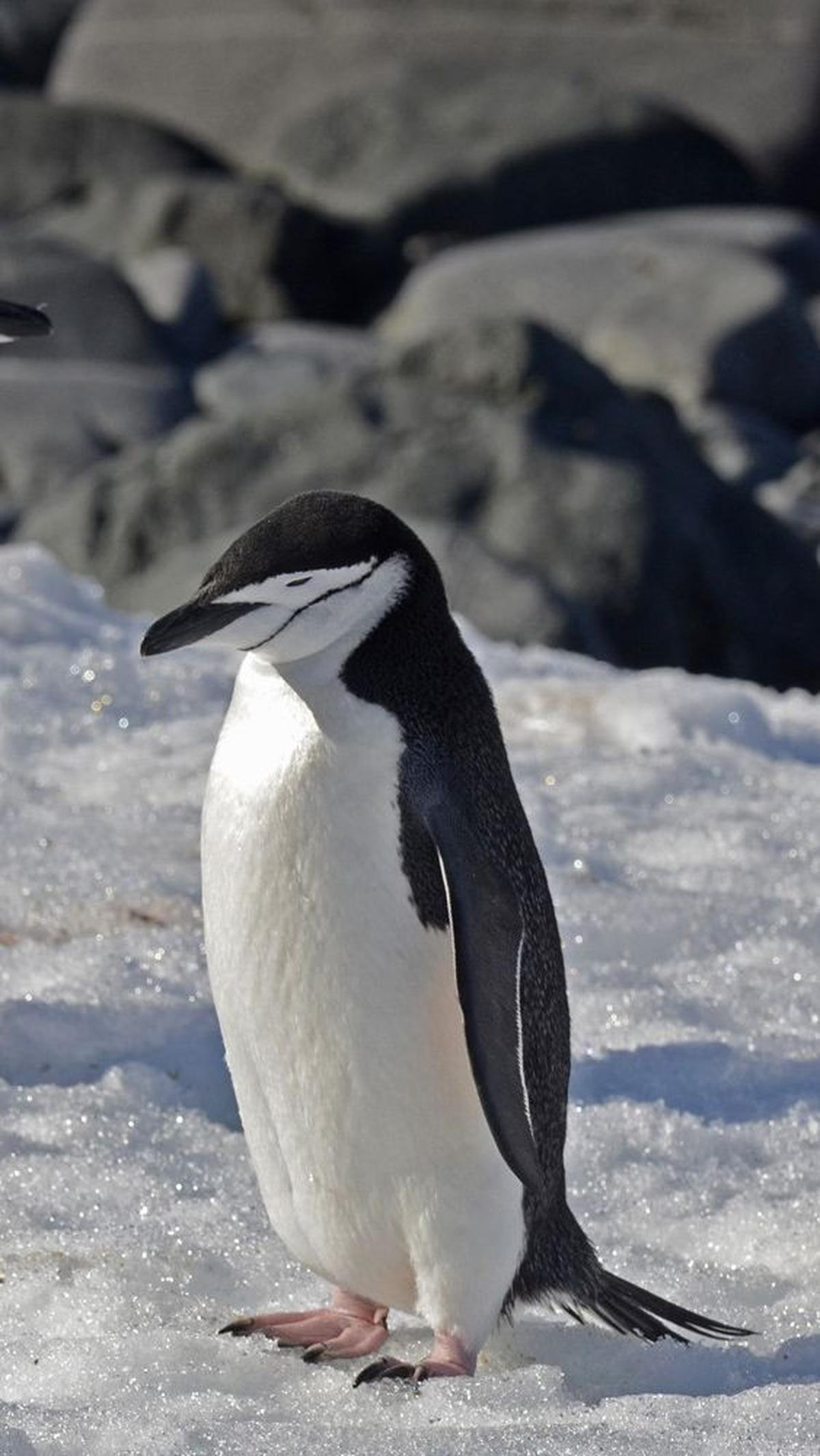 14.&nbsp;Penguin