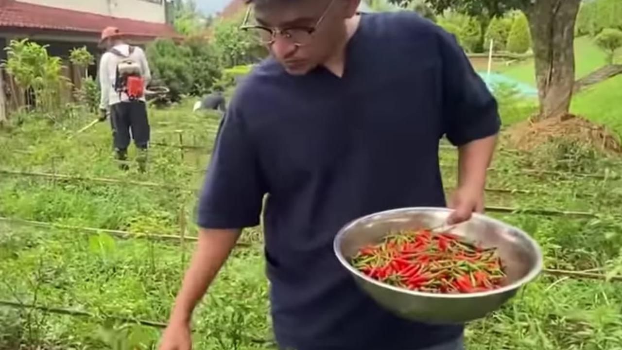 Panen Cabai yang Segar, Ruben Onsu Kini Jajal Berkebun