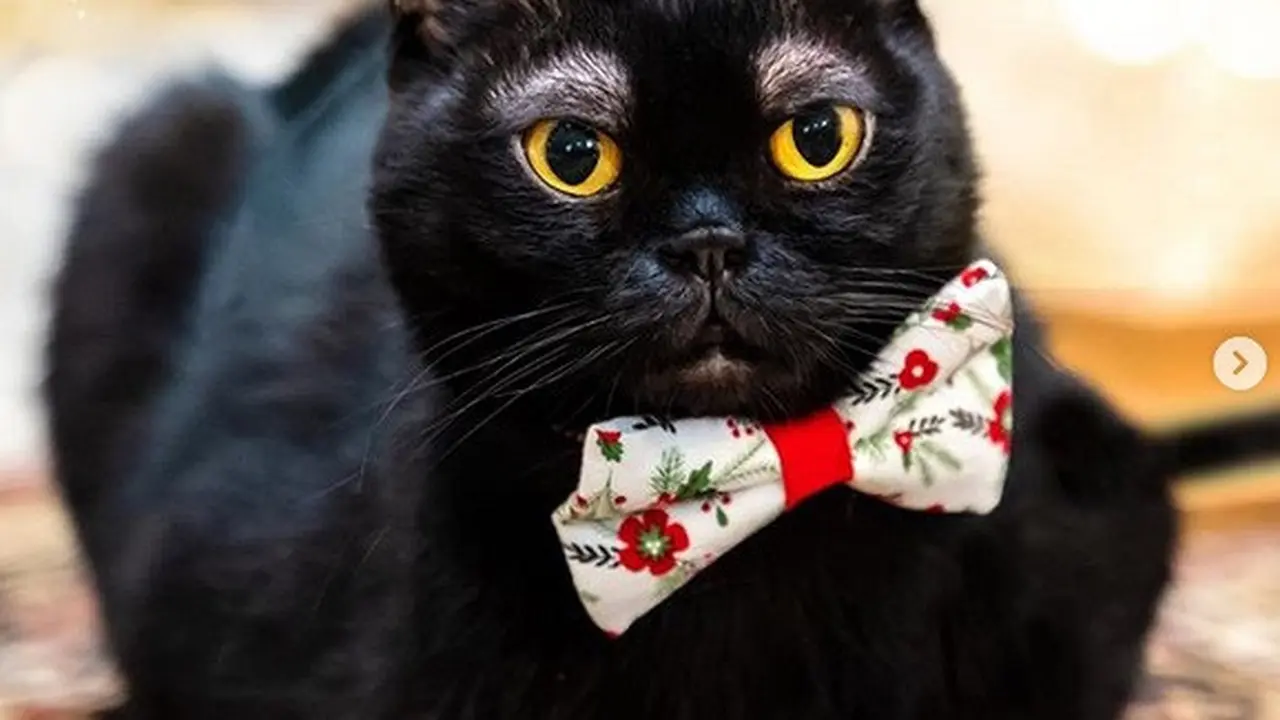 kucing memiliki alis