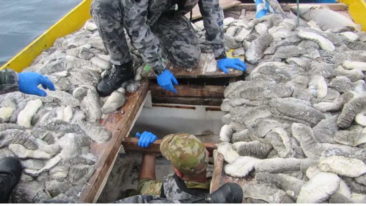 Setidaknya 250 kilogram teripang ditemukan di kapal penangkap ikan Indonesia ini.(Supplied: AFMA)