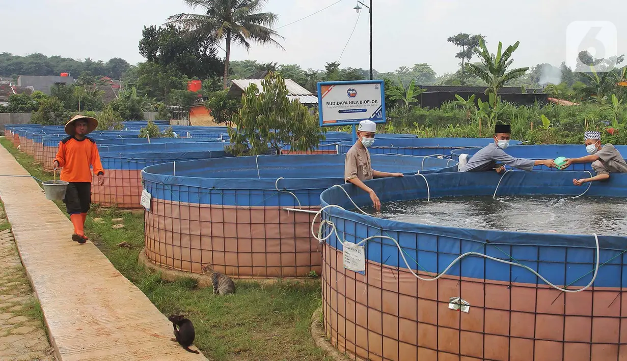 Santri memberi makan ikan mujair nila merah di budidaya ikan Pesantren Ruhama Al Fajar, Citayam, Bogor, Jawa Barat, Selasa (29/6/2021). Tidak hanya dibekali Ilmu Agama, di pesantren ini santrinya dibekali suntuk menjadi entrepreneur dalam budidaya ikan nila merah. (merdeka.com/Arie Basuki)