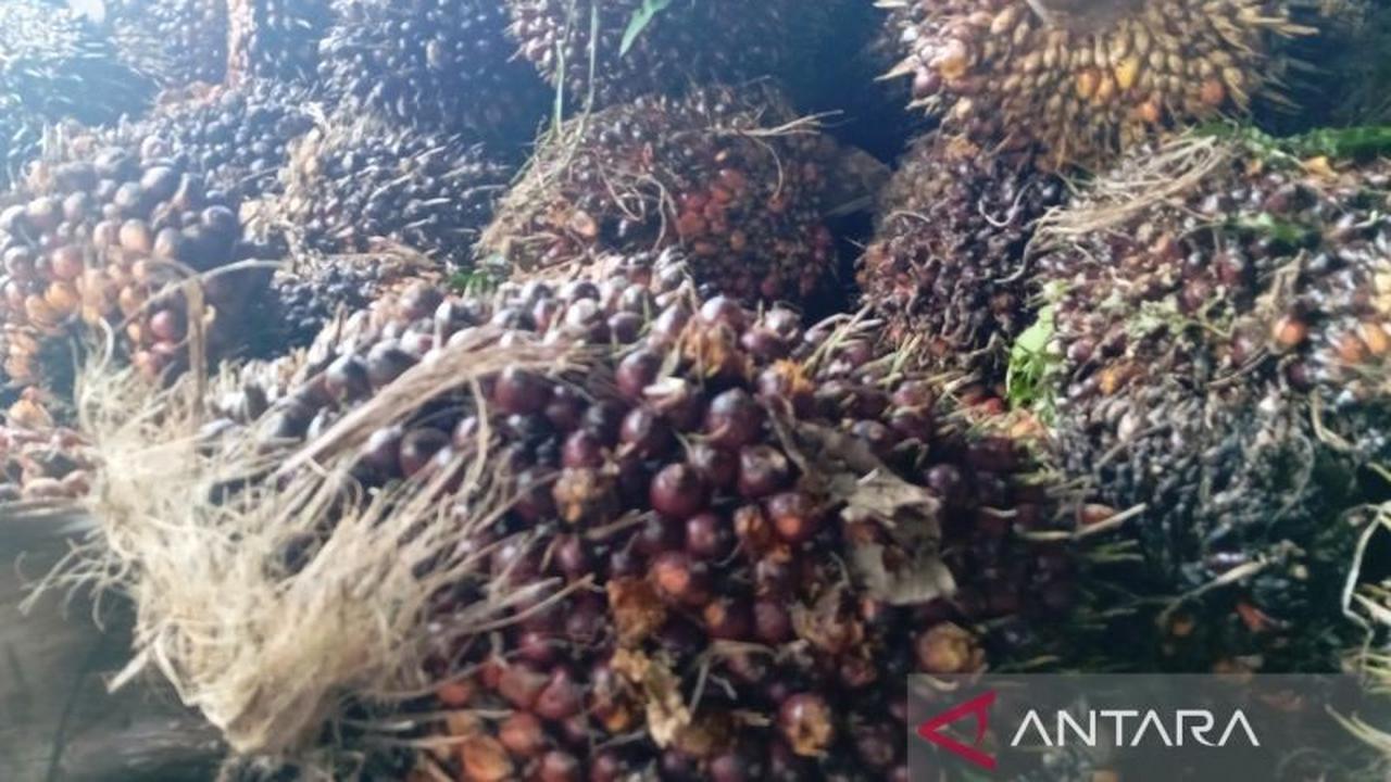 Investasi Pertanian Kaltim Capai Rp8,97 Triliun, Sektor Pangan dan Perkebunan Jadi Andalan