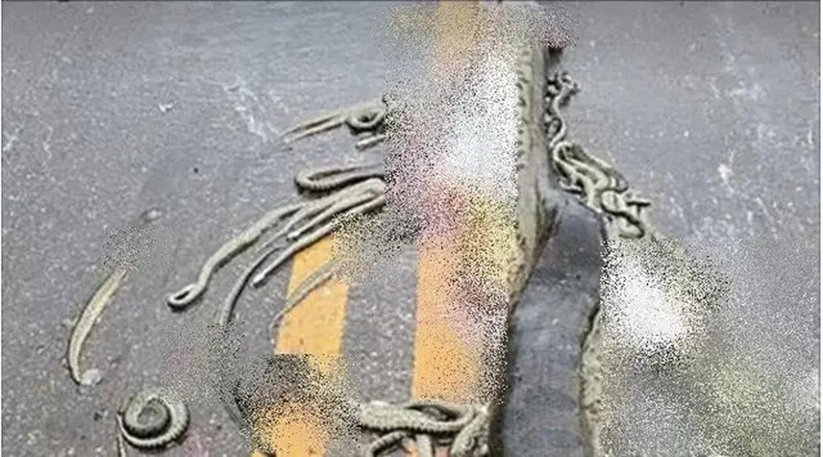 Tragedi Anaconda Hamil Mati Terlindas, 40 Bayinya yang Belum Lahir Tersebar di Jalan