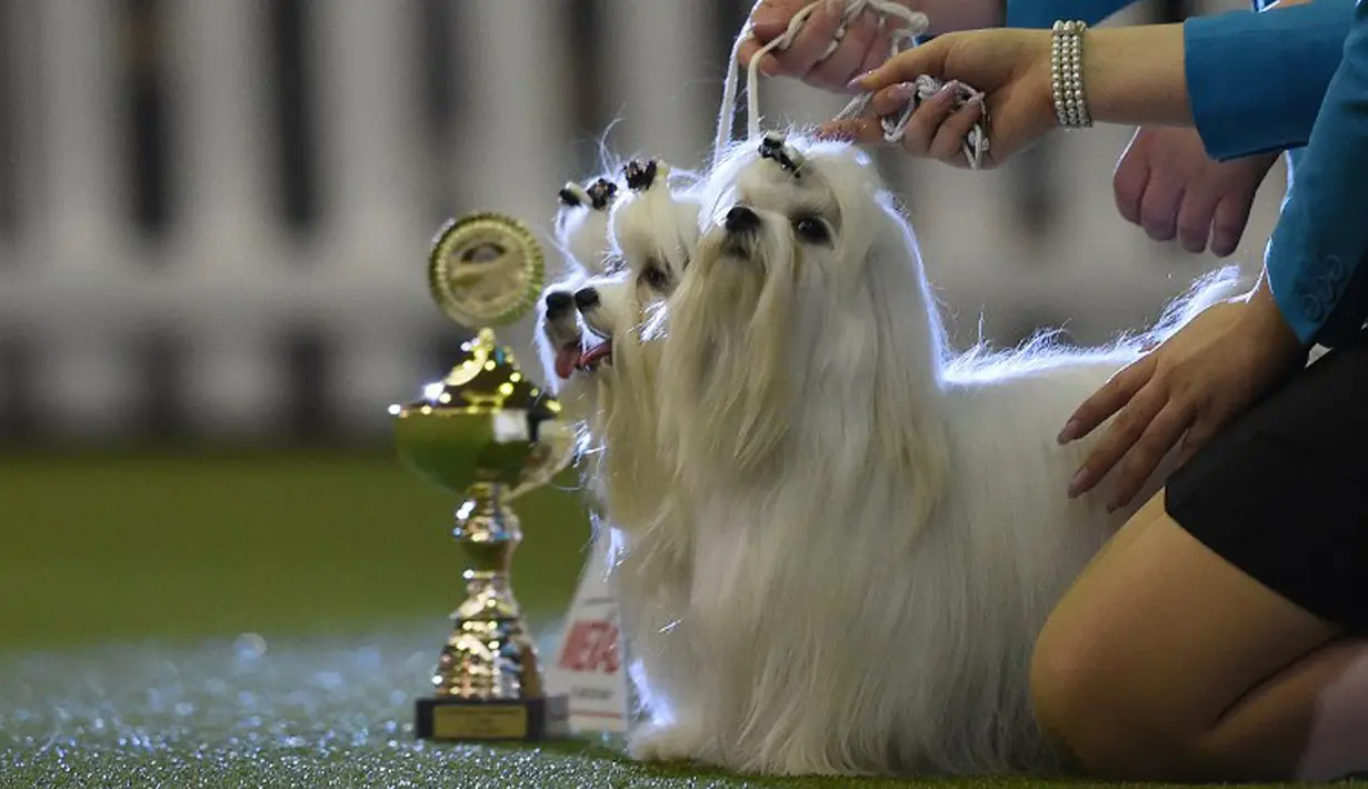 Anjing Maltese duduk di sebelah trofi ketika mengikuti kontes binatang peliharaan "Hund & Katz" di Dortmund, Jerman, Minggu (11/5/2014) (AFP Photo/ Patrik Stollarz)