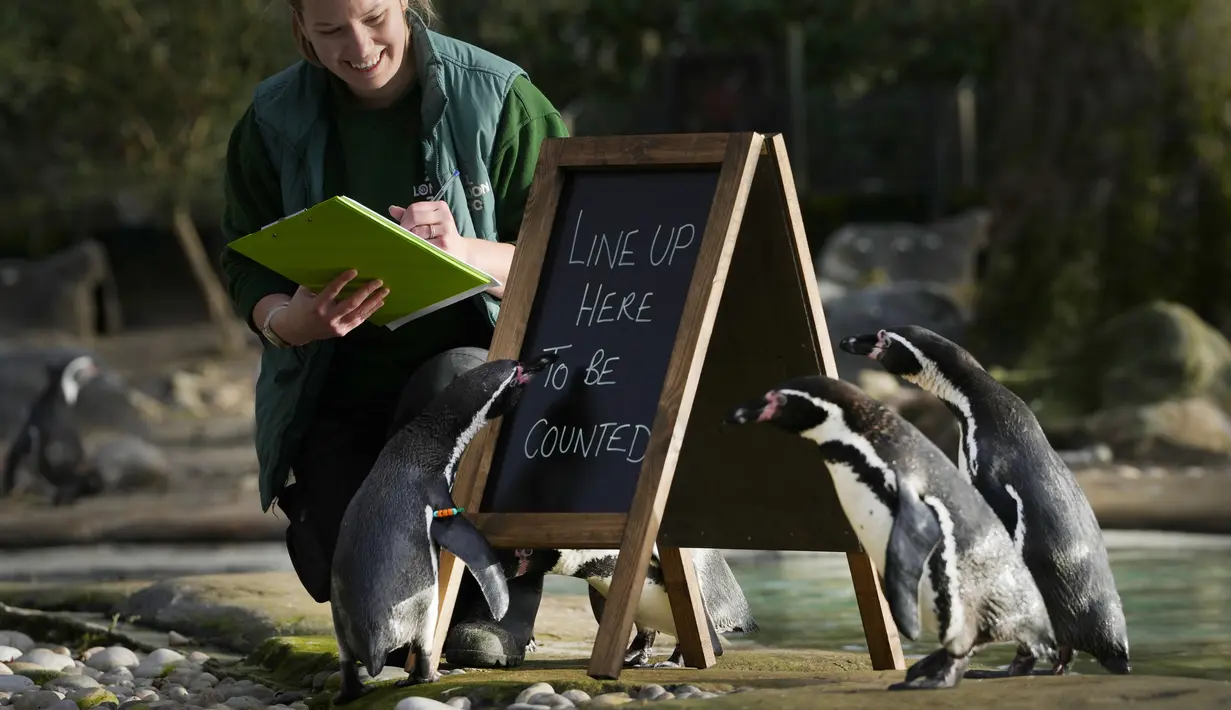 Penguin berbaris untuk dihitung saat melakukan inventarisasi tahunan di Kebun Binatang ZSL London, di London, Rabu (3/1/2024). (AP Photo/Kirsty Wigglesworth)