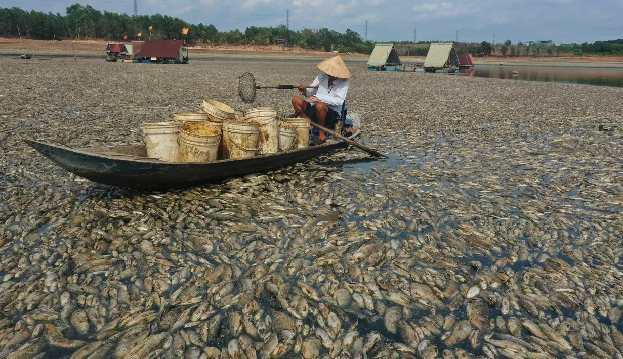 Laporan media lokal menyebutkan sebanyak 200 ton atau 200.000 kg ikan mati. (STR / AFP)