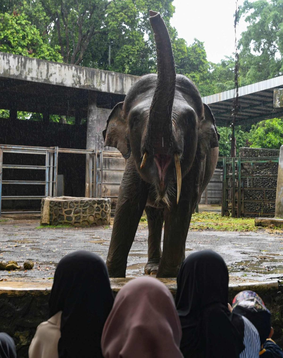 Ragunan Dibanjiri Puluhan Ribu Pengunjung di Hari Kedua Lebaran