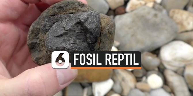 VIDEO: Mengejutkan, Reptil Berusia 66 Juta Tahun Terjebak di Batu