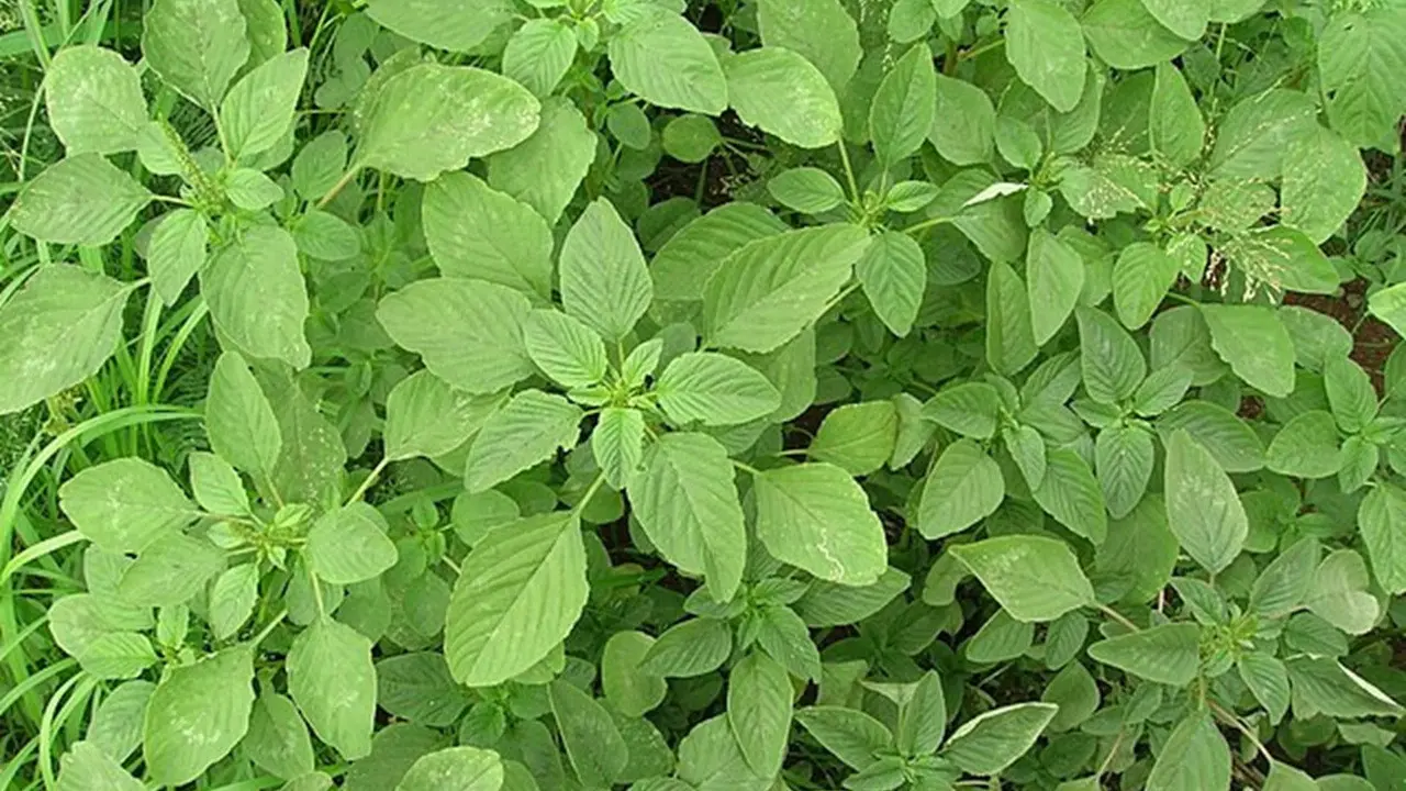 Daun Bayam Duri