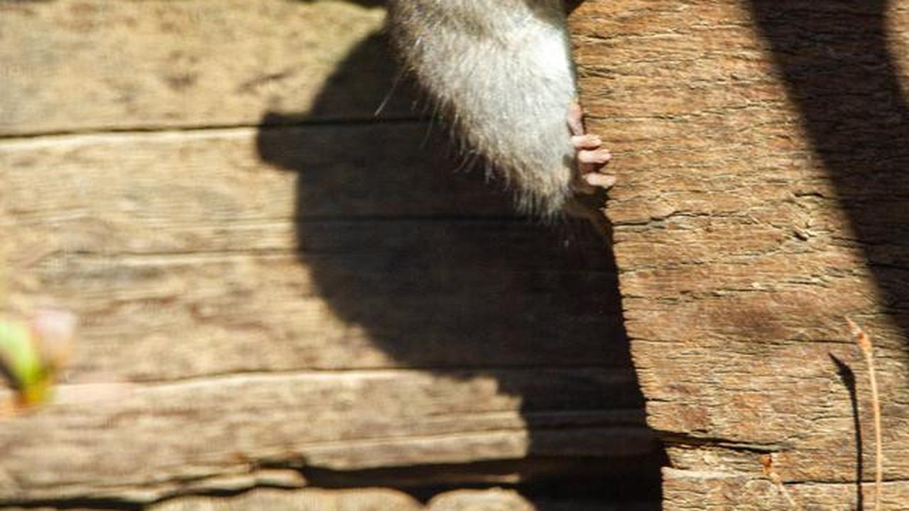 9 Cara Mencegah Tikus Kembali ke Rumah Setelah Diusir, Dijamin Efektif