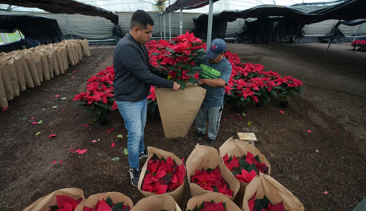 Di Meksiko, bunga poinsettia itu dikenal sebagai "Nochebuena", karena bunga tersebut bermekaran selama Natal dan tumbuh subur dalam cuaca yang cerah. (AP Photo/Marco Ugarte)