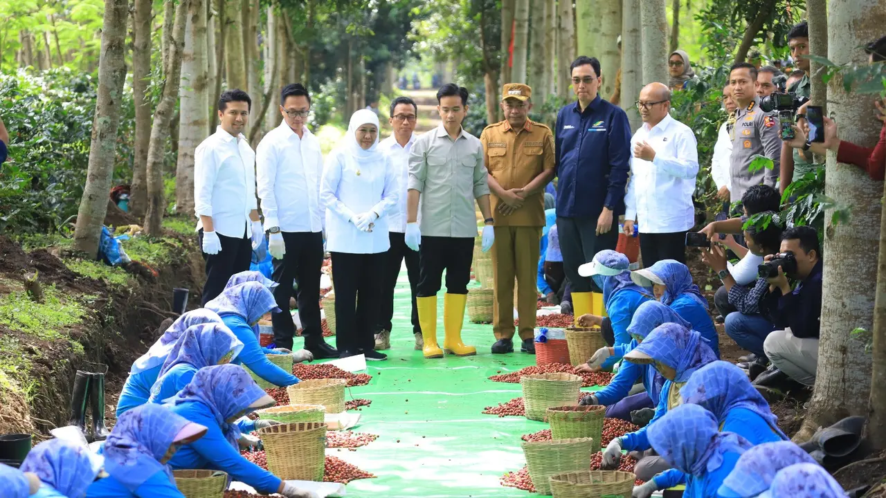 Wakil Presiden Republik Indonesia, Gibran Rakabuming Raka, melakukan kunjungan kerja ke Perkebunan Kopi Ijen Kalisat, Bondowoso, Jawa Timur, Selasa (24/6)