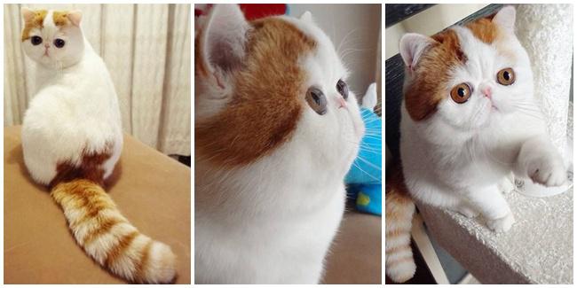 (c) en.rocketnews24.com