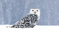 Top 15 Most Beautiful Animal in the World