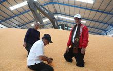 Ketimbang Impor, Mentan Amran Minta Bulog Segera Beli Jagung dari Petani, Segini Harganya