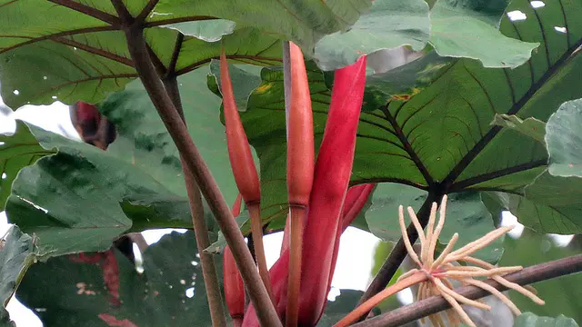 Okra merah