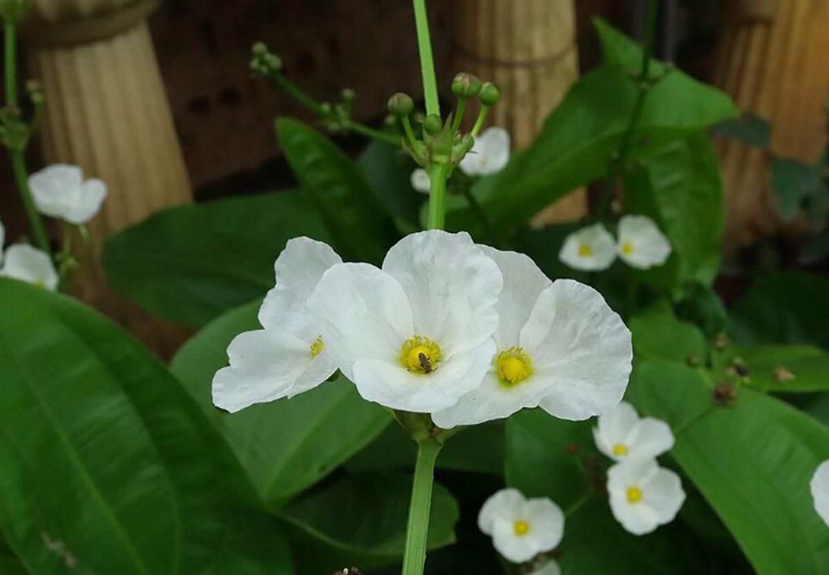 Melati Air: Wikimedia