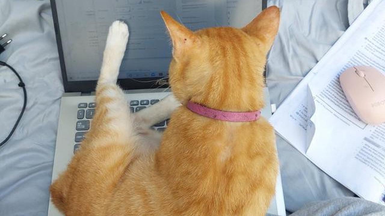 Mengapa Kucing Suka Duduk di Laptop? Ini Penjelasannya