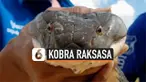 Petugas keselamatan Thailand tangkap ular kobra, panjangnya sekitar 4 meter. Tanpa rasa takut, ia hanya menggunakan tangan kosong.
