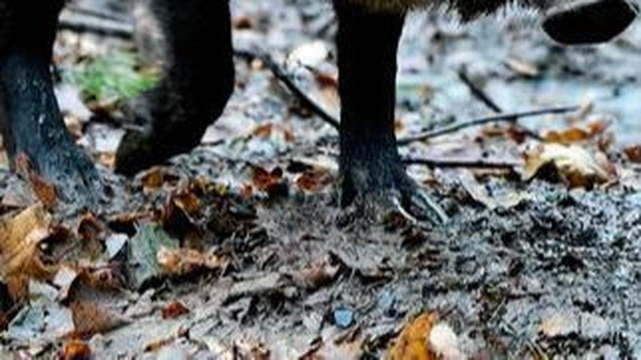 Hewan Buas yang Berkeliaran di Kota Jerman Ini Ternyata Bukan Singa, Tapi Babi Hutan