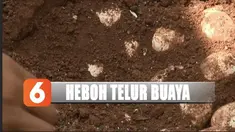 Setelah ditemukan dan diperiksa petugas BKSDA, ternyata telur itu bukanlah telor buaya.