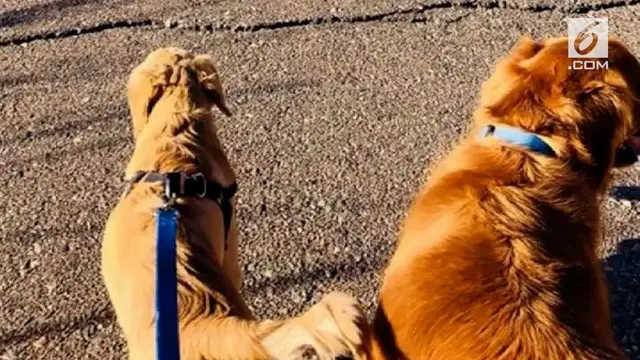 Anjing berjenis Golden Retriever berusia 6 bulan milik Paula Godwin baru saja menyelamatkan nyawa sang majikan dari gigitan ular.