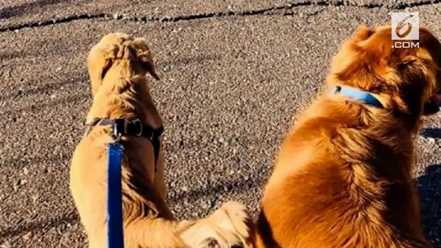 VIDEO: Anjing Selamatkan Majikan dari Gigitan Ular Berbisa