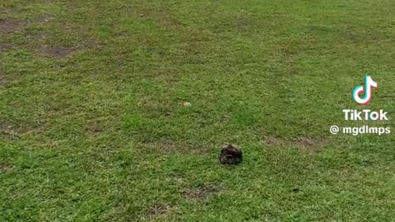 Viral Potret Sekolah Dasar dengan Pemandangan Indah di Tana Toraja, Bikin Betah