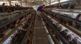 Peternak mengambil telur ayam ras pada sebuah peternakan ayam di kawasan Gunung Sindur, Bogor, Jawa Barat, Kamis  (09/07/2026).