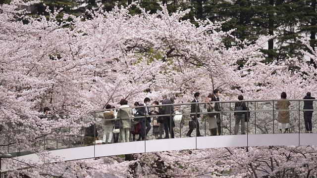 Jepang Nikmati Musim Bunga Sakura di tengah Kekhawatiran COVID-19