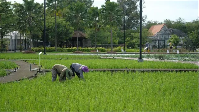 Petani.