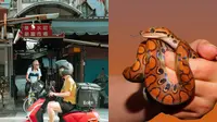 Kisah Aksi Kurir Ngebut Antar Penangkal Racun Ular Ini Viral, Nyawa Taruhannya