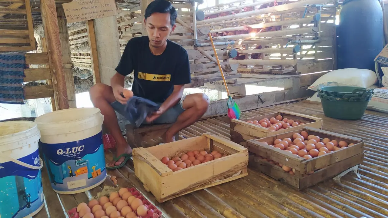 Cerita Peternak Ayam Petelur Bertahan di Tengah Pandemi