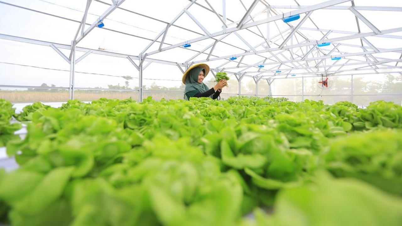 Ketahui Cara Menanam Hidroponik Sederhana di Rumah, Bercocok Tanam dengan Media Air