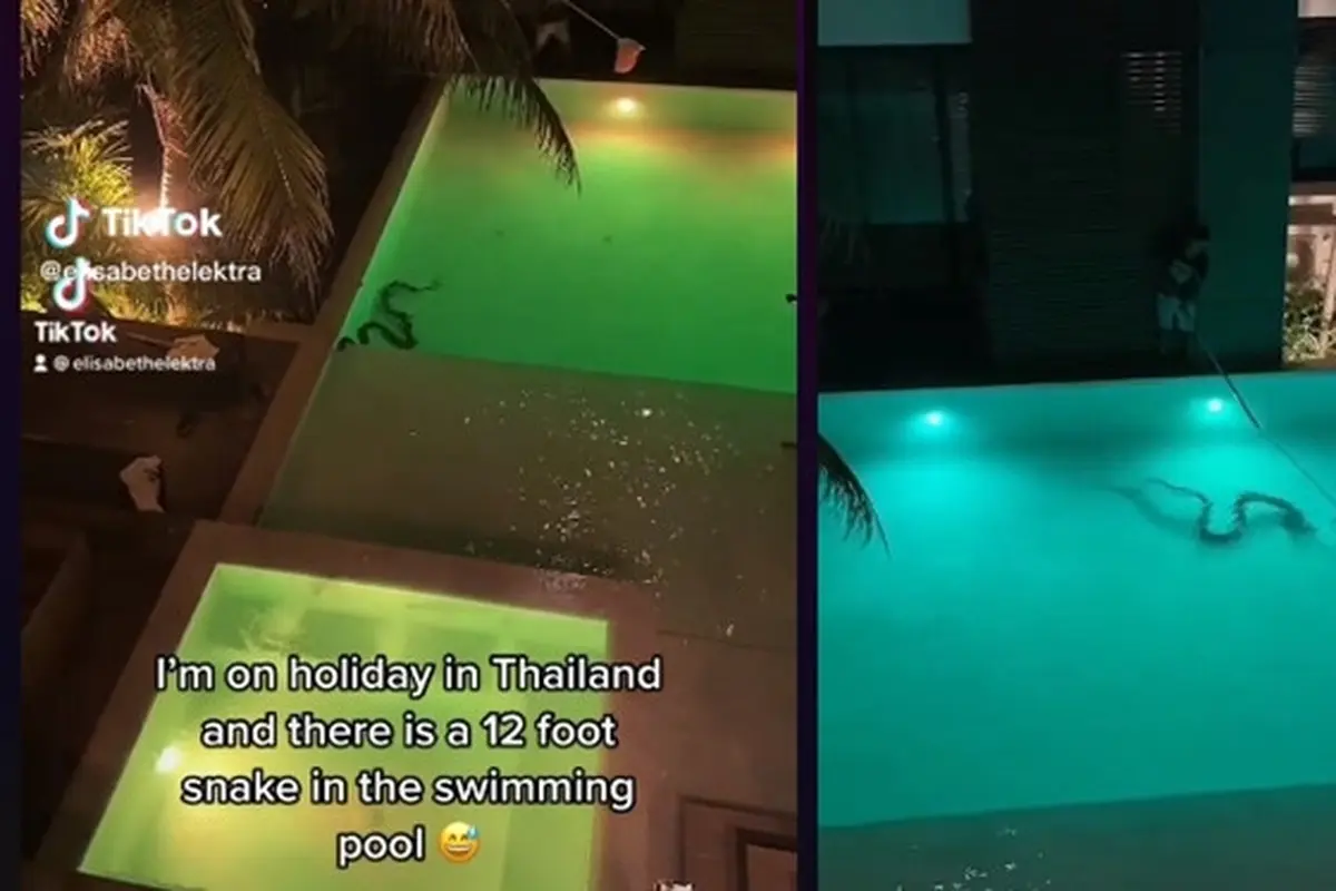 Viral Penampakan Ular di Kolam Renang Hotel Ini Bikin Merinding