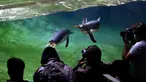 Fotografer mengambil foto penguin Gentoo saat berenang di kandangnya di Taman Pairi Daiza di Cambron-Casteau, Belgia, Senin (5/7/2021).  Pairi Daiza, salah satu kebun binatang terbesar di Eropa itu menambahkan 10 ekor penguin Gentoo sebagai koleksinya. (AP Photo/Virginia Mayo)