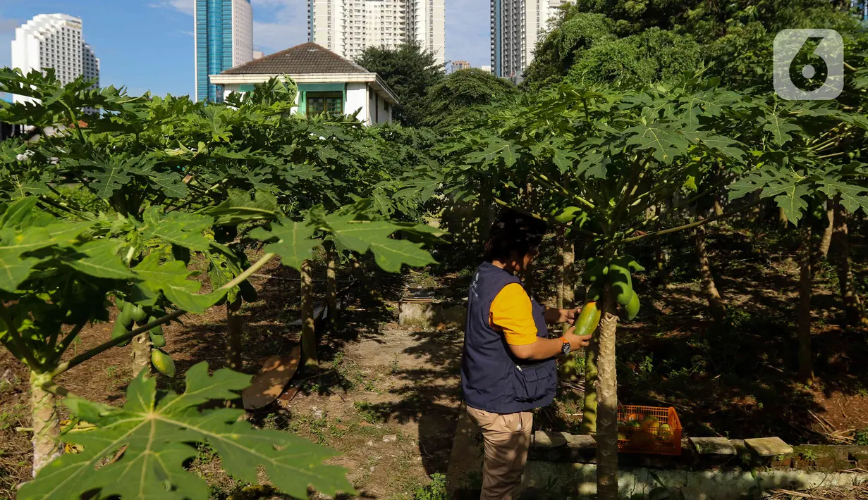Anggota Kelompok Tani (Poktan) Taruna Jaya melakukan budidaya pepaya california di lahan tidur kawasan Karet Tengsin, Jakarta, Senin (20/2/2023). Mereka memanfaatkan lahan tidur seluas 600 meter persegi sebagai sarana pertanian perkotaan, di mana sebanyak 100 pohon pepaya menghasilkan 60-70 kg selama seminggu. (Liputan6.com/Herman Zakharia)