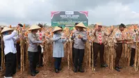 Jaga Surplus Pangan, Kapolda Jatim dan Bupati Ipuk Panen Raya Jagung di Banyuwangi