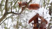 Seekor tupai merah bermain dipepohonan yang tertutup salju di Berlin, Jerman, (18/1). Tupai merah memiliki populasi yang tinggal sedikit. (REUTERS / Hannibal Hanschke)