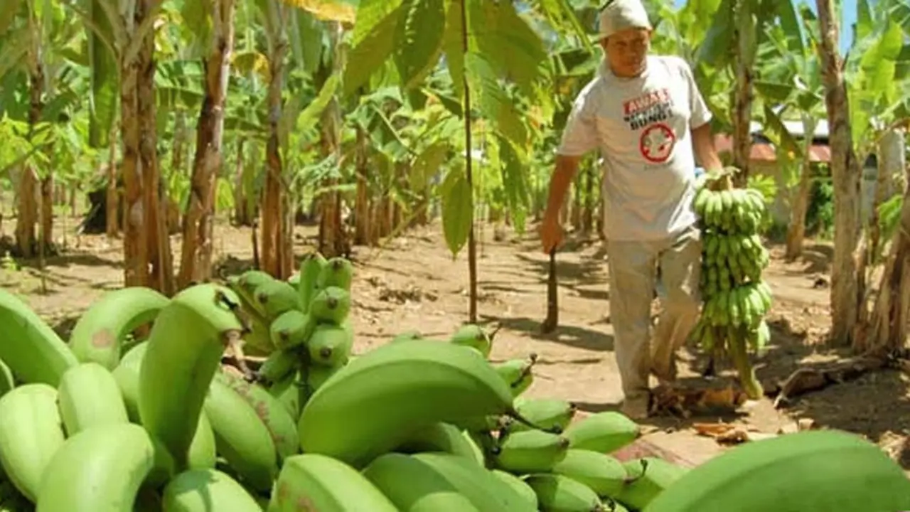 pisang-131206b.jpg